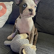 Alba a rejoint le concours — aidez-le/la à gagner de superbes lots ! animal, blue_eyes, couch, cozy, cute, dog, domestic_animal, ears, fur, gray_couch, home, indoor, pet, pillow, puppy, sitting, small_dog, stuffed_toy, toy, whiskers