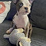 animal, blue_eyes, couch, cozy, cute, dog, domestic_animal, ears, fur, gray_couch, home, indoor, pet, pillow, puppy, sitting, small_dog, stuffed_toy, toy, whiskers