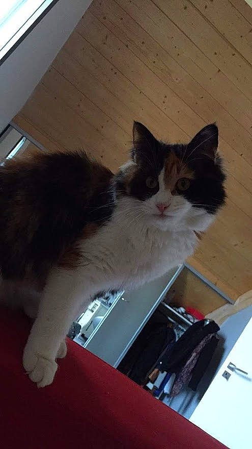 Litchie a rejoint le concours — aidez-le/la à gagner de superbes lots ! carnivore, cat, domestic_long_haired_cat, domestic_short_haired_cat, felidae, kitten, mammal, norwegian_forest_cat, small_to_medium_sized_cats, tail, whiskers