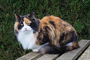 Litchie a rejoint le concours — aidez-le/la à gagner de superbes lots ! aegean_cat, carnivore, cat, cymric, domestic_long_haired_cat, european_shorthair, felidae, grass, maine_coon, mammal, norwegian_forest_cat, plant, siberian, small_to_medium_sized_cats, tabby_cat, tail, vertebrate, whiskers, wild_cat, wildlife