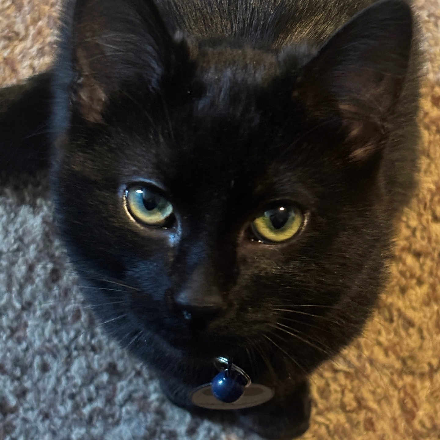 Binx is registered to the contest to win money with this photo: abyssinian, accessories, animal, blackcat, cat, collar, kitten, manx, pet, strap