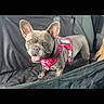 dog, french_bulldog, pet, animal, car_interior, seat_cover, harness, pink_harness, black_seat, tongue_out, ears_up, alert, canine, domestic_animal, transportation, travel, vehicle, companion, happy, portrait