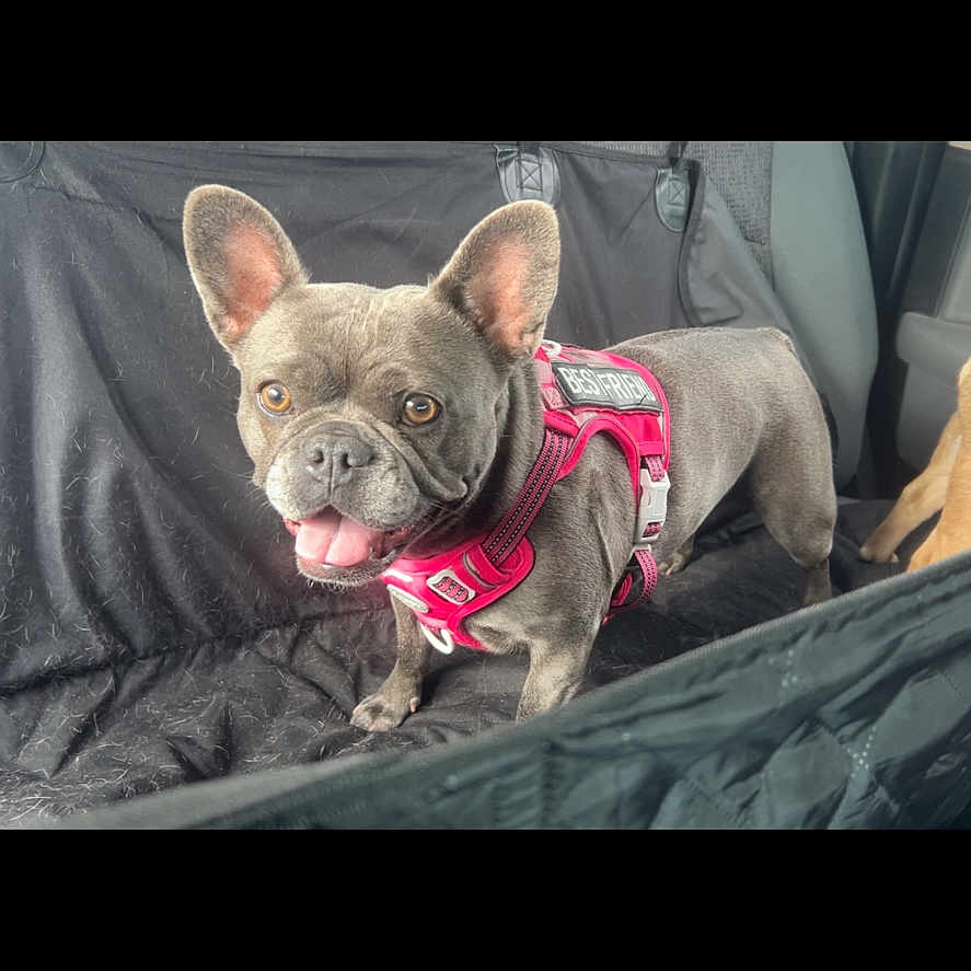 Olive joined the competition — help win amazing prizes! dog, french_bulldog, pet, animal, car_interior, seat_cover, harness, pink_harness, black_seat, tongue_out, ears_up, alert, canine, domestic_animal, transportation, travel, vehicle, companion, happy, portrait