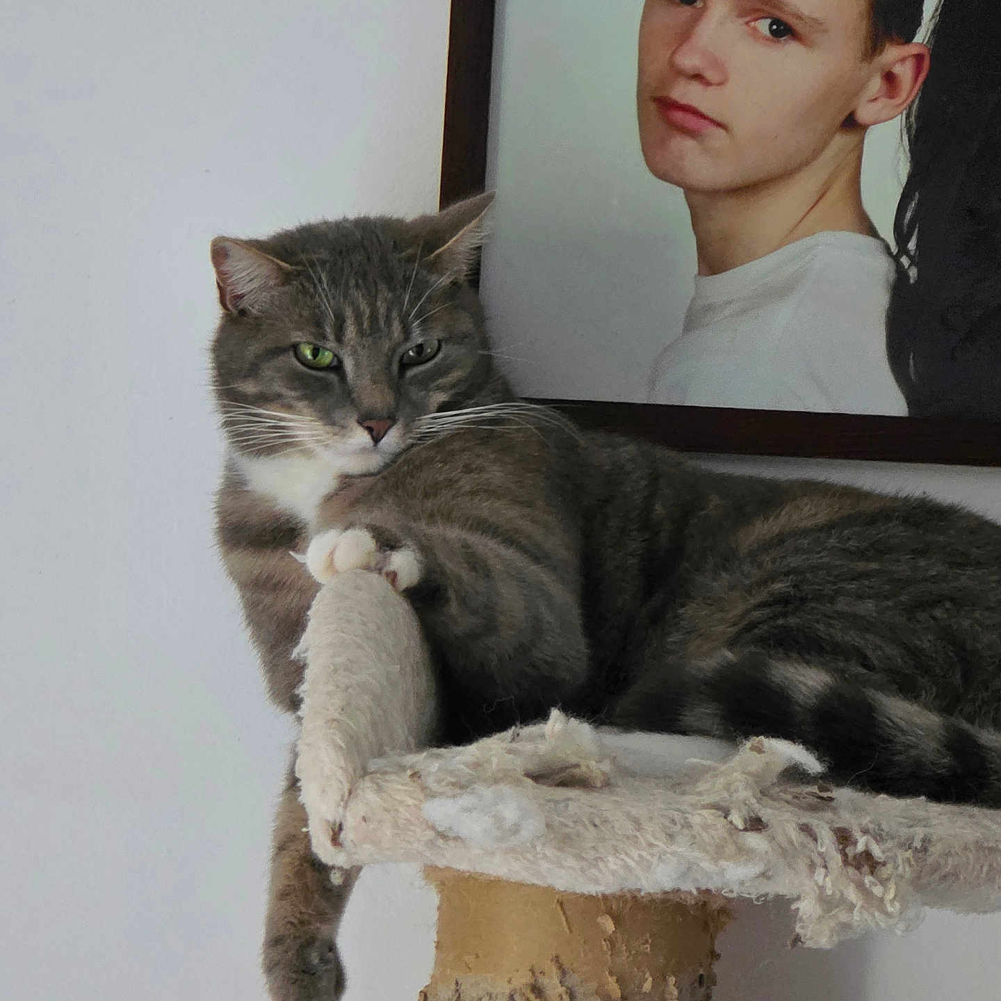 Murphy a rejoint le concours — aidez-le/la à gagner de superbes lots ! animal, cat, domestic_animal, feline, framed_picture, fur, gray_cat, home, indoor, looking_away, paw, pet, portrait_photo, relaxed, resting, scratch, scratching_post, tabby, wall, whiskers