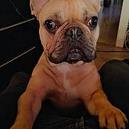 Klaatu participe au concours pour gagner de l'argent avec cette photo : animal, boxer, bulldog, canine, dog, frenchbulldog, pet, pitbull, puppy