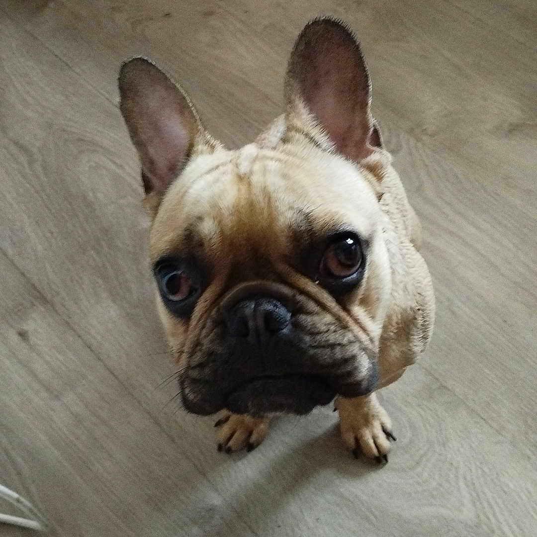 Klaatu a rejoint le concours — aidez-le/la à gagner de superbes lots ! animal, boxer, bulldog, canine, dog, frenchbulldog, pet, pitbull, puppy