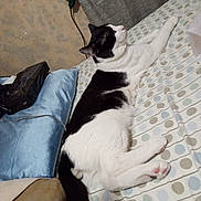 Ash is registered to the contest to win money with this photo: animal, bed, black_and_white, cat, cute, domestic_animal, feline, fur, indoor, paw, pet, pillow, polka_dot, relaxing, resting, sleepy, soft, striped, tail, whiskers