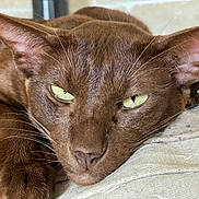 Metisse participe au concours pour gagner de l'argent avec cette photo : cat, feline, brown_cat, closeup, portrait, whiskers, ears, paw, paw_pad, green_eyes, nose, fur, sleepy, resting, indoor, cushion, fabric, pet, macro, relaxed