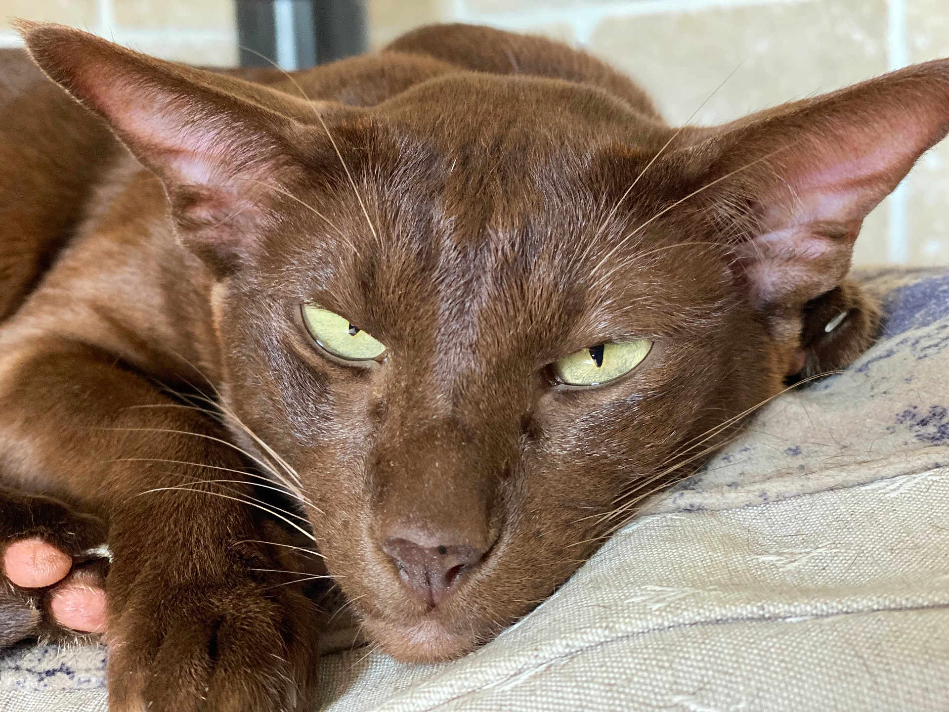 Metisse participe au concours pour gagner de l'argent avec cette photo : cat, feline, brown_cat, closeup, portrait, whiskers, ears, paw, paw_pad, green_eyes, nose, fur, sleepy, resting, indoor, cushion, fabric, pet, macro, relaxed