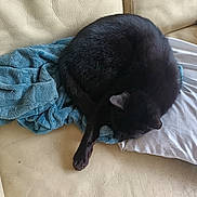 Topaze participe au concours pour gagner de l'argent avec cette photo : cat, black_cat, sleeping, curled_up, blanket, pillow, couch, indoor, pet, fur, cozy, resting, domestic_animal, animal, relaxation, feline, soft_texture, home, comfort, nap