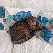 Jaspe participe au concours pour gagner de l'argent avec cette photo : cat, tabby, sleeping, couch, pillows, blue_flower, quilted, indoor, pet, resting, fur, cozy, feline, home, comfort, animal, cute, relaxed, pattern, decor