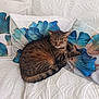cat, tabby, sleeping, couch, pillows, blue_flower, quilted, indoor, pet, resting, fur, cozy, feline, home, comfort, animal, cute, relaxed, pattern, decor