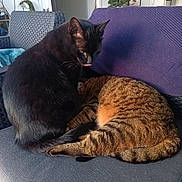 Jaspe Et Topaze a rejoint le concours — aidez-le/la à gagner de superbes lots ! black_cat, cat, companion, couch, cozy, cushion, door, fur, grooming, houseplant, indoor, living_room, napping, paws, pet, sleeping, tabby_cat, tail, whiskers, wicker_chair