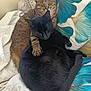 cat, tabby_cat, black_cat, couch, pillow, blanket, snuggling, sleeping, cozy, indoor, pet, fur, paw, relaxing, companion, domestic_animal, resting, cute, animal, comfort