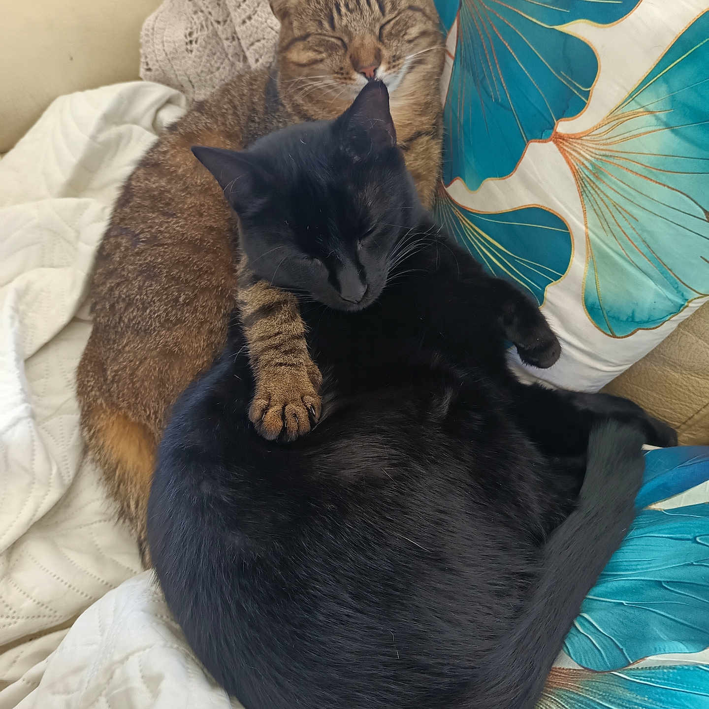 Jaspe Et Topaze a rejoint le concours — aidez-le/la à gagner de superbes lots ! animal, black_cat, blanket, cat, comfort, companion, couch, cozy, cute, domestic_animal, fur, indoor, paw, pet, pillow, relaxing, resting, sleeping, snuggling, tabby_cat