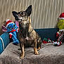 dog, plush_toy, stitch, grinch, santa_hat, blanket, couch, indoor, pet, furry, holiday, festive, toys, seated, alert, fabric, decor, cute, animal, companion