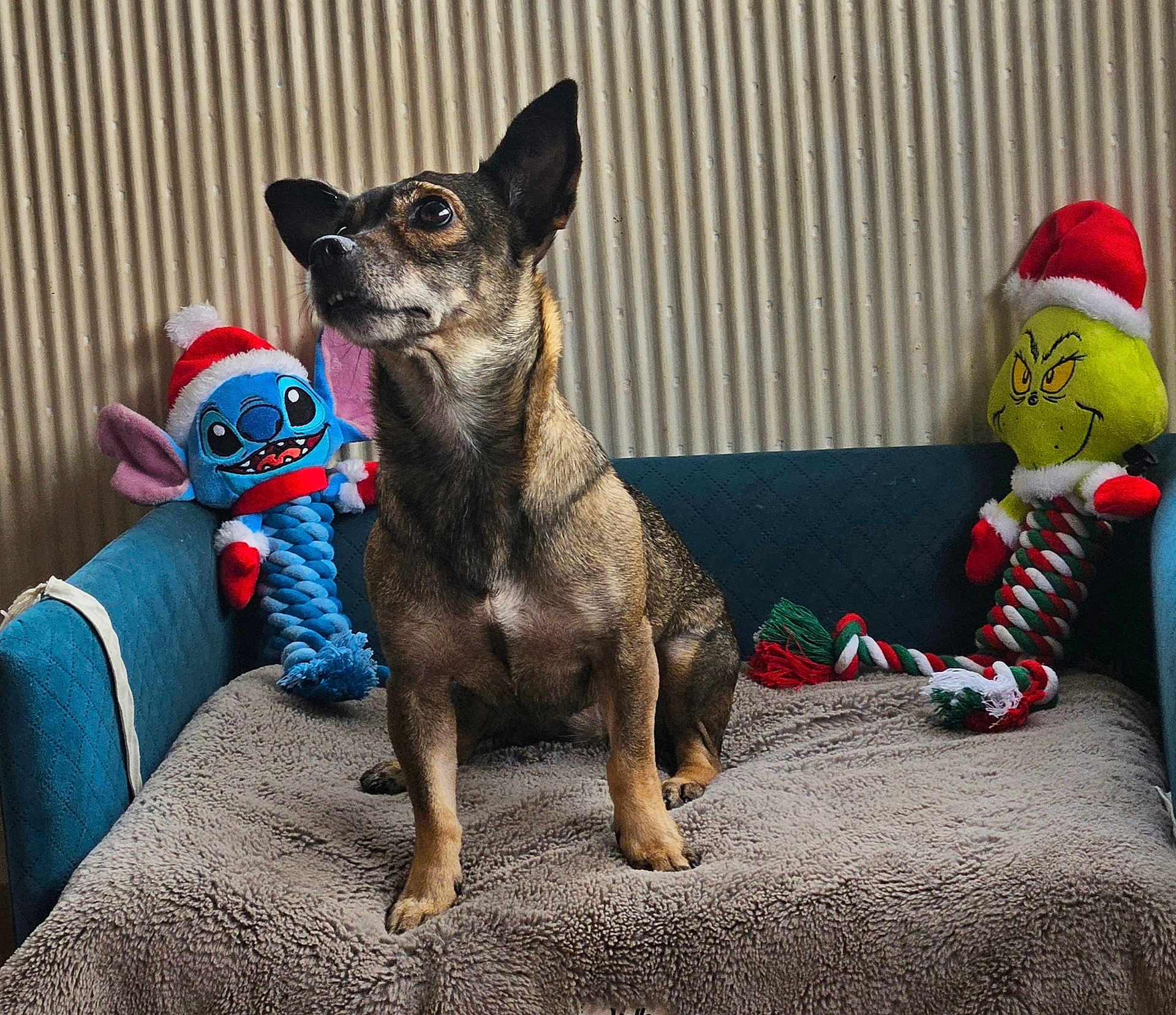 Tornade participe au concours pour gagner de l'argent avec cette photo : dog, plush_toy, stitch, grinch, santa_hat, blanket, couch, indoor, pet, furry, holiday, festive, toys, seated, alert, fabric, decor, cute, animal, companion