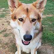 Winston participe au concours pour gagner de l'argent avec cette photo : canaan_dog, carnivoran, czechoslovakian_wolfdog, dog, dog_breed, dog_breed_group, dog_like_mammal, east_siberian_laika, kunming_wolfdog, native_american_indian_dog, northern_inuit_dog, saarloos_wolfdog, seppala_siberian_sleddog, snout, tamaskan_dog, utonagan, west_siberian_laika, whiskers, wolf, wolfdog