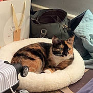 Keko joined the competition — help win amazing prizes! animal, bag, calico_cat, calm, carpet, cat, cozy, cute, domestic, feline, floor, fur, household, indoor, pet_bed, quilted_blanket, relaxed, resting, suitcase, white_bed