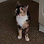 Keko is registered to the contest to win money with this photo: animal, baseboard, brown_carpet, calico_cat, carpet, cat, corner, curious, domestic_cat, door, ears, feline, four_legs, indoor, looking, pet, small, standing, whiskers, white_door
