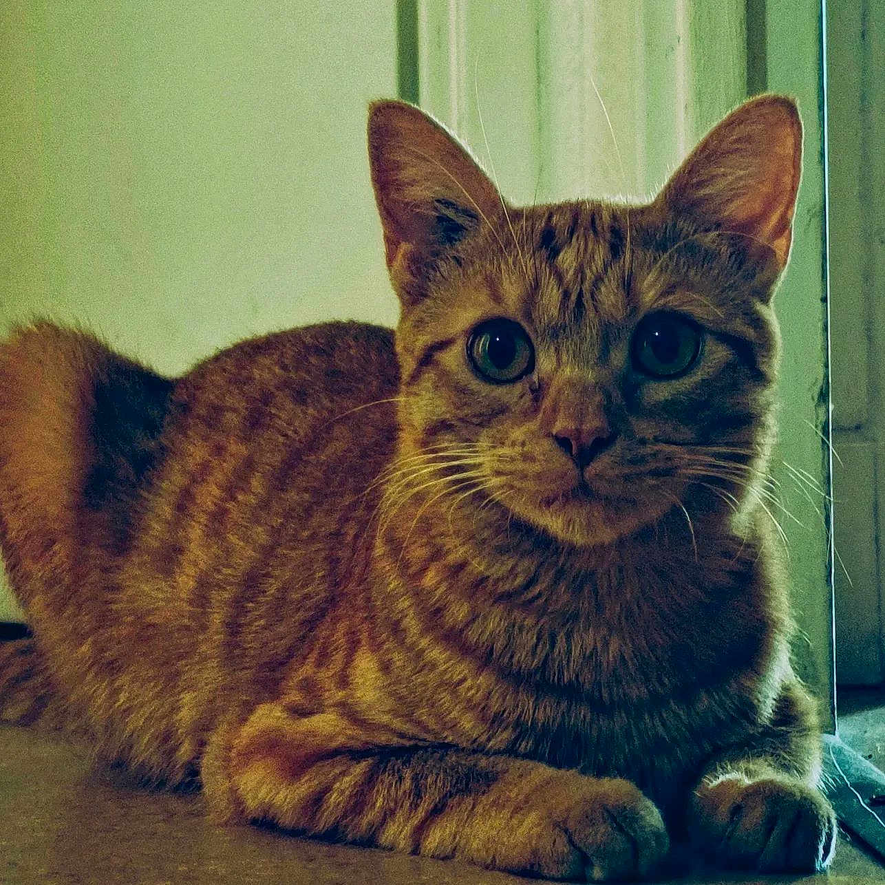 Garfield