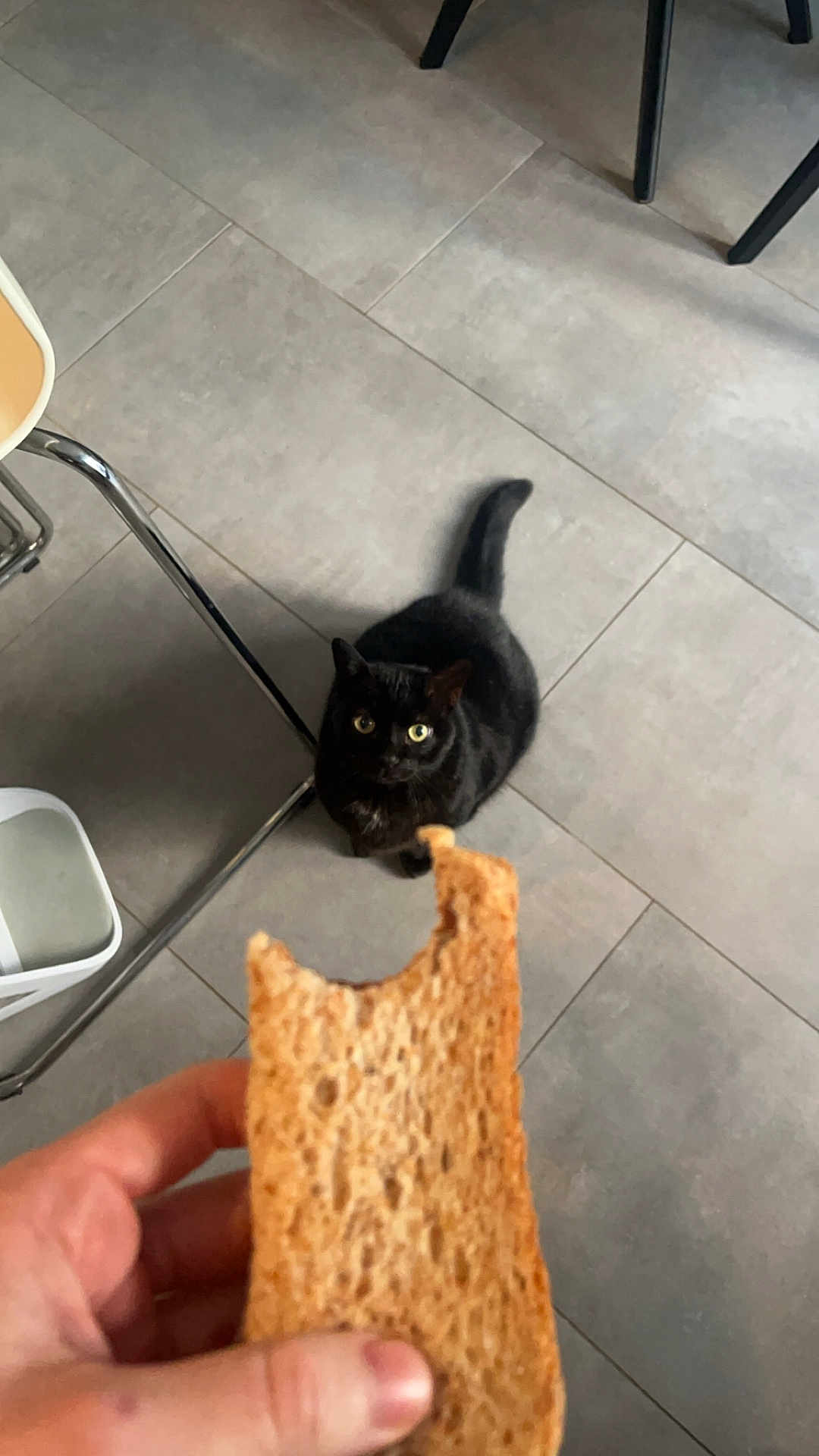 Pepsi a rejoint le concours — aidez-le/la à gagner de superbes lots ! black_cat, bread, hand, tile_floor, chair_leg, indoor, curious, pet, animal, food, table, floor, feline, looking_up, domestic, kitchen, waiting, brown_bread, closeup, focus