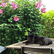 Pepsi a rejoint le concours — aidez-le/la à gagner de superbes lots ! black_cat, cat, outdoor, table, wooden_table, greenery, pink_flowers, flower_bush, garden, pet, animal, relaxed, nature, leafy_plants, chair, summer, daylight, feline, resting, flora