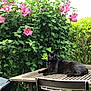 black_cat, cat, outdoor, table, wooden_table, greenery, pink_flowers, flower_bush, garden, pet, animal, relaxed, nature, leafy_plants, chair, summer, daylight, feline, resting, flora