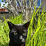 Pepsi participe au concours pour gagner de l'argent avec cette photo : black_cat, green_eyes, grass, outdoor, nature, sunlight, tree, house, daylight, animal, pet, mammal, fur, whiskers, close_up, greenery, blurred_background, plant, summer, curious