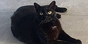 Pepsi a rejoint le concours — aidez-le/la à gagner de superbes lots ! black_cat, cat, animal, pet, feline, indoor, floor, tile_floor, eyes, whiskers, fur, relaxed, resting, chair_leg, box, home, curious, looking, domestic_cat, mammal