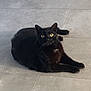 black_cat, cat, animal, pet, feline, indoor, floor, tile_floor, eyes, whiskers, fur, relaxed, resting, chair_leg, box, home, curious, looking, domestic_cat, mammal