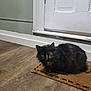 cat, tortoiseshell, doormat, indoor, wooden_floor, door, pet, fur, animal, looking, home, floor, wall, cozy, domestic, mammal, cute, feline, resting, quiet