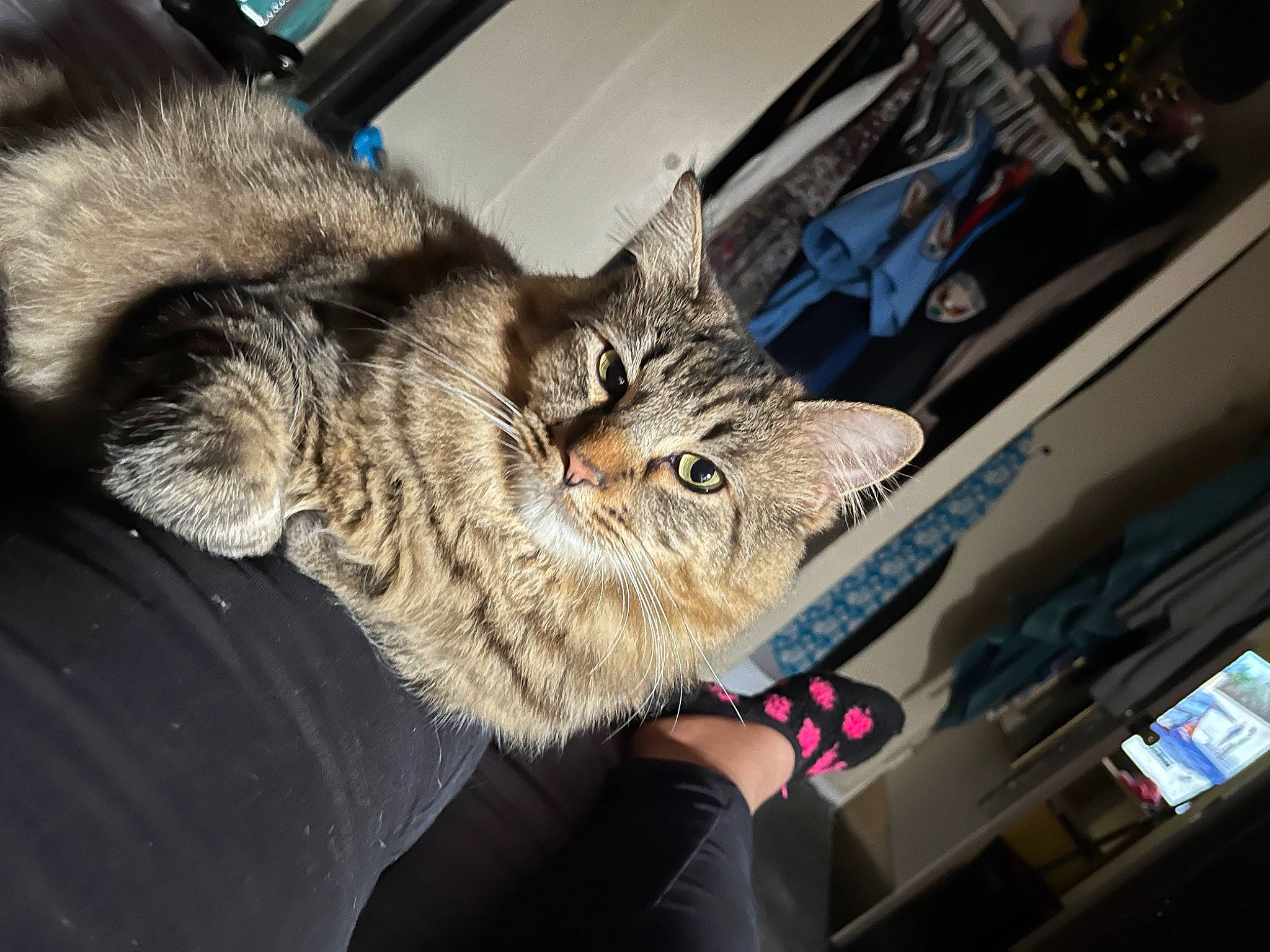 Journey is registered to the contest to win money with this photo: carnivore, cat, claw, comfort, domestic_short_haired_cat, ear, felidae, fur, gesture, human_leg, lap, nap, paw, sitting, small_to_medium_sized_cats, snout, tail, tire, wheel, whiskers