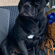 Ryder a rejoint le concours — aidez-le/la à gagner de superbes lots ! dog, black_dog, pet, sitting, chair, cushion, wicker_basket, blue_flower, indoor, closeup, furniture, animal, portrait, cute, domestic_animal, fur, paw, snout, ears, relaxed