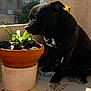dog, black_dog, plant, potted_plant, balcony, sunlight, urban, building, greenery, pot, terracotta_pot, curious, pet, animal, outdoor, shadow, wall, floor, decor, nature