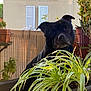 dog, black_dog, plant, potted_plant, balcony, greenery, window, shutters, outdoor, pet, face, animal, curious, fence, nature, leaf, container, domestic_animal, young_dog, sunlight