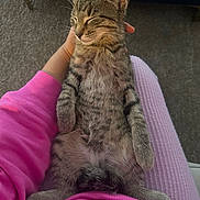 Milo joined the competition — help win amazing prizes! animal, cat, comfort, content, cozy, cute, domestic, feline, fur, hand, indoor, lap, person, pet, pink_clothing, relaxed, resting, sleeping, tabby, whiskers