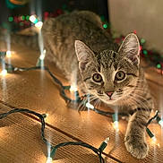 Milo is registered to the contest to win money with this photo: cat, kitten, tabby, string_lights, wooden_surface, paw, curious, indoor, close_up, festive, twinkling_lights, warm_lighting, animal, pet, cute, small, whiskers, ears, eyes, feline
