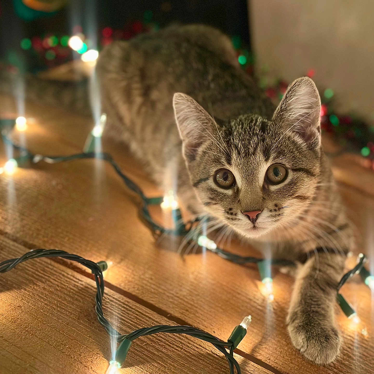 Milo is registered to the contest to win money with this photo: animal, cat, close_up, curious, cute, ears, eyes, feline, festive, indoor, kitten, paw, pet, small, string_lights, tabby, twinkling_lights, warm_lighting, whiskers, wooden_surface