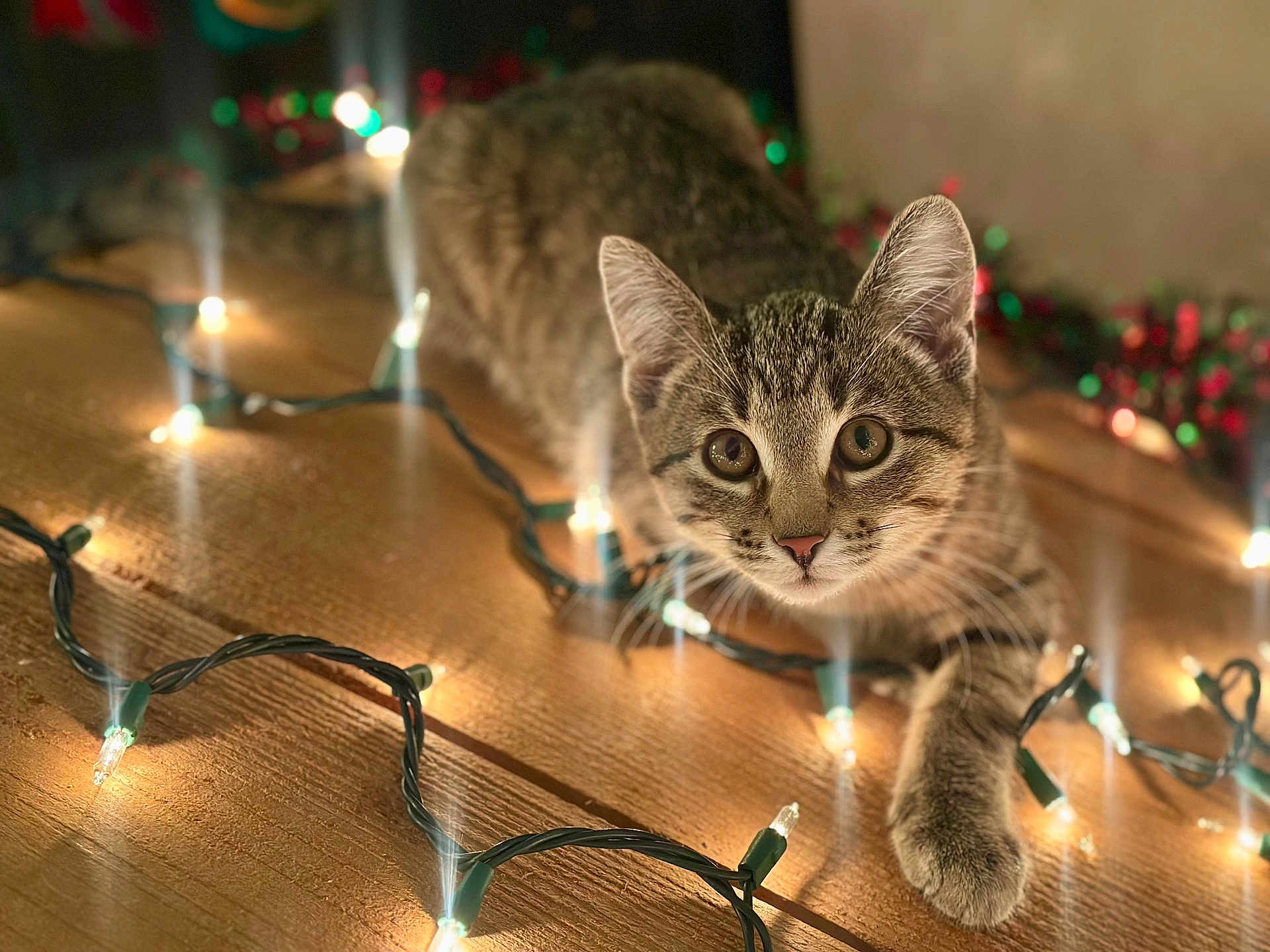 Milo is registered to the contest to win money with this photo: cat, kitten, tabby, string_lights, wooden_surface, paw, curious, indoor, close_up, festive, twinkling_lights, warm_lighting, animal, pet, cute, small, whiskers, ears, eyes, feline
