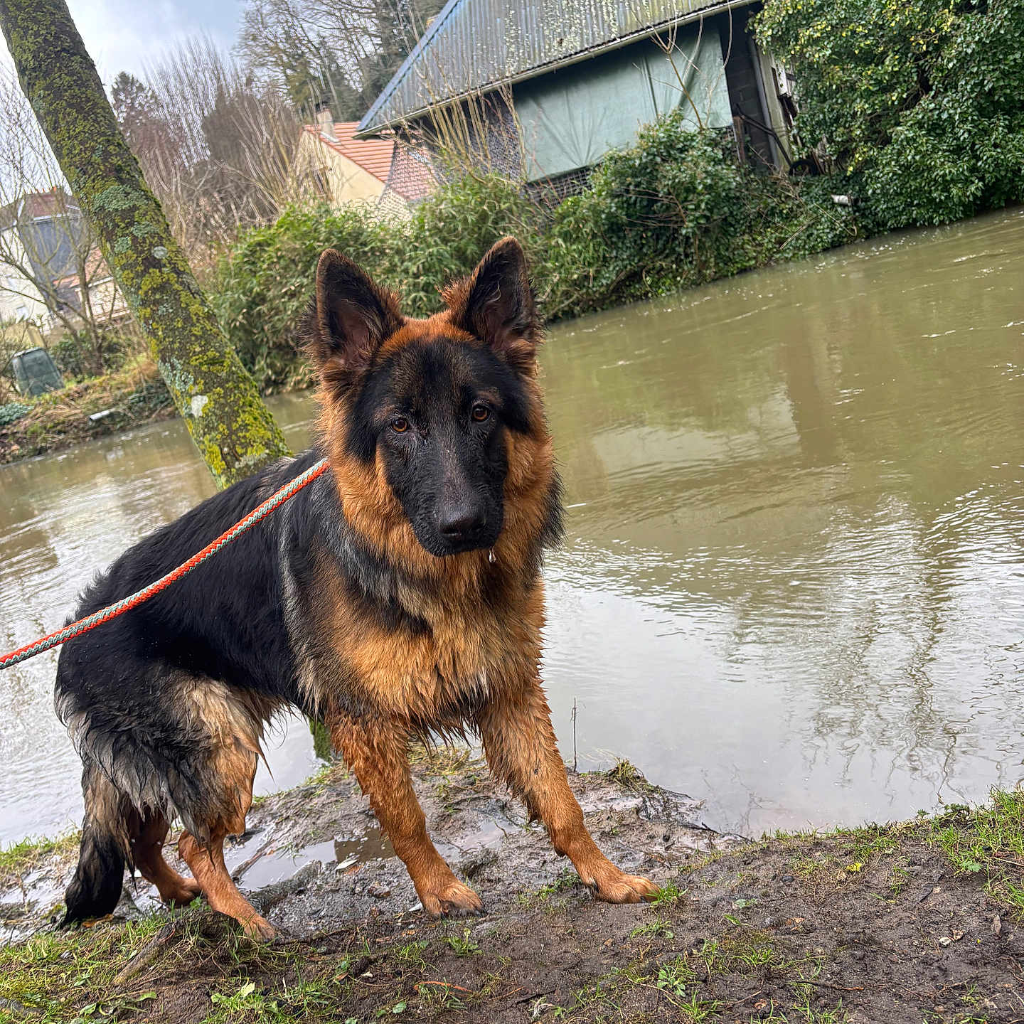 Volt a rejoint le concours — aidez-le/la à gagner de superbes lots ! airedale, animal, architecture, building, canine, countryside, ditch, dog, flood, germanshepherd, hut, nature, outdoors, pet, policedog, pond, rural, shelter, terrier, water