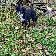 Khloe is registered to the contest to win money with this photo: dog, black_and_white, grass, leaves, outdoor, yard, stone, wheel, house, plants, nature, pet, canine, fall, foliage, wood, collar, curious, standing, backyard