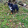 dog, black_and_white, grass, leaves, outdoor, yard, stone, wheel, house, plants, nature, pet, canine, fall, foliage, wood, collar, curious, standing, backyard