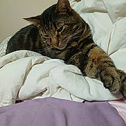 Leroy joined the competition — help win amazing prizes! cat, tabby_cat, pet, bed, bedding, duvet, blanket, pillow, paw, whiskers, ear, fur, indoor, cozy, resting, sleepy, close_up, portrait, home, bedroom