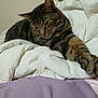 cat, tabby_cat, pet, bed, bedding, duvet, blanket, pillow, paw, whiskers, ear, fur, indoor, cozy, resting, sleepy, close_up, portrait, home, bedroom