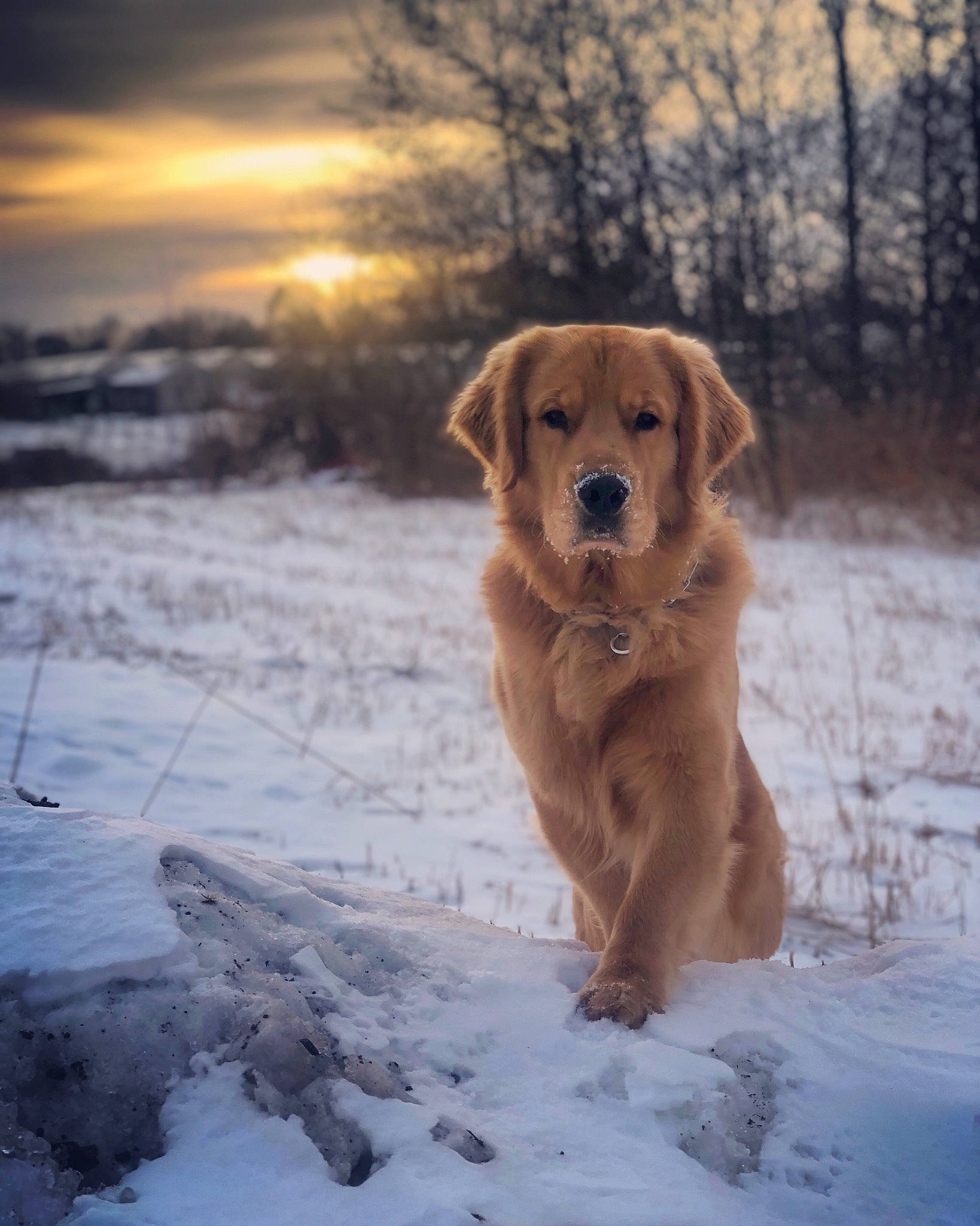 Gatsby is registered to the contest to win money with this photo: broholmer, canidae, carnivore, companion_dog, dog, dog_breed, fawn, golden_retriever, hovawart, labrador_retriever, mammal, nova_scotia_duck_tolling_retriever, retriever, snout, snow, sporting_group, styrian_coarse_haired_hound, vertebrate, winter