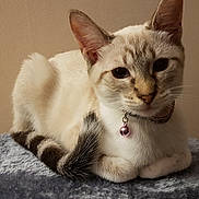 Ohana a rejoint le concours — aidez-le/la à gagner de superbes lots ! aegean_cat, asian, balinese, burmilla, carnivoran, cat, cat_like_mammal, domestic_short_haired_cat, fauna, fur, javanese, kitten, oriental_shorthair, paw, siamese, singapura, small_to_medium_sized_cats, snout, thai, whiskers