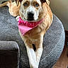 bandana, blue_eyes, brown_and_white, canine, carpet, closeup, couch, crossed_paws, dog, floppy_ears, furniture, home, indoors, lying_down, pet, pink, portrait, rug, tail, wood_floor