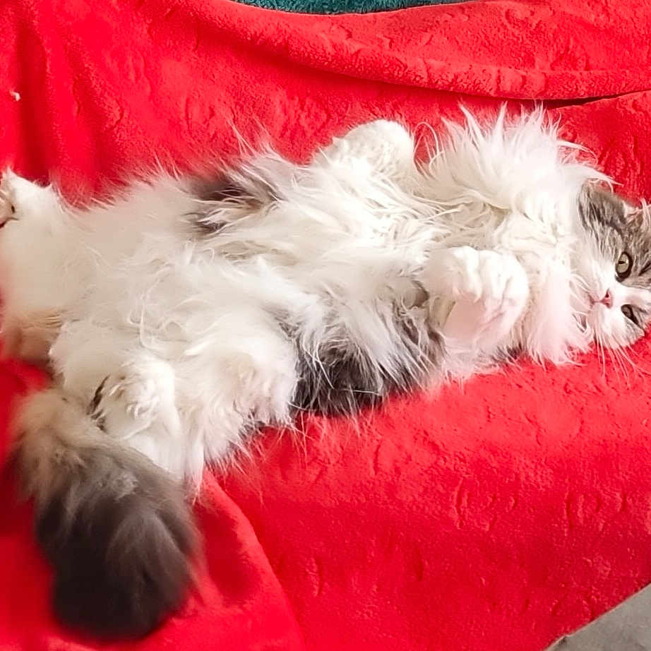 Nala