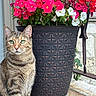 animal, cat, closeup, curious, decorative_pot, flower_pot, flowers, green_eyes, iron_railing, nature, outdoor, pet, pink_flowers, plant, red_flowers, rustic, sitting, stone_floor, tabby_cat, white_flowers